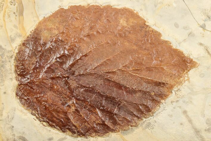 Fossil Leaf (Beringiaphyllum) - Montana #203554